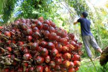 Dua Pria Ini Ditangkap Usai Curi 2,5 Ton Buah Sawit Dari Perkebunan di Langgam Pelalawan (foto/Ardi) 