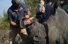Penampakan pemotongan cula badak. Foto: cnnindonesia.com/REUTERS/Siphiwe Sibeko