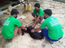 Balai Ternak BAZNAS Siak Penuhi Pesanan Hidangan Olahan Daging (foto/lin) 