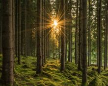 Pinterest: Helena Pichler