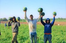Habis Digempur Jet Israel, Momen Damai Rakyat Palestina Panen Semangka (foto/int) 