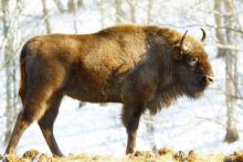 Bison Eropa