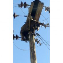 Kredit foto: The Associated Press