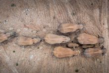 Kredit foto: The Associated Press