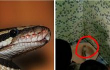 Viral Kepala Ular Piton Keluar Dari Kloset, Netizen: Alasan BAB Selalu Lihat Bawah (foto/int) 