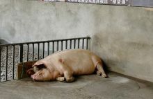 Ilustrasi. Foto: Internet