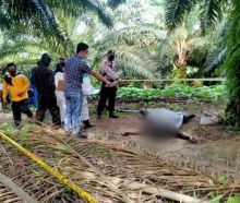 Sosok Junaidi saat ditemukan sudah membusuk di perkebunan sawit