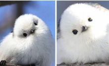 Perkenalkan, Burung Shima Enaga Khas Hokkaido, Netizen: Pengen Gigit (foto/int) 