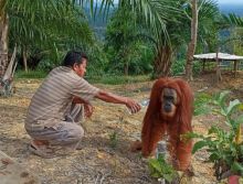 Heboh, Orang Utan Dewasa Muncul di Objek Wisata Bukit Selancang Inhu