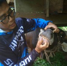 Pemantauan hewan Qurban jelang idul Adha