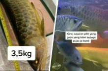 Viral Uang Jajan Dikurangi, Langsung Ambil Arwana di Akuarium dan Dipanggang, Netizen: Auto Dipecat Keluarga (foto/int)