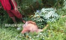 Korban kecelakaan bernama Mujiono