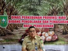 Kabid Pengolahan dan Pemasaran Dinas Perkebunan (Disbun) Riau, Defris Hatmaja
