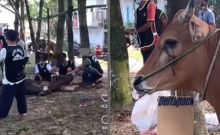 Video Sapi Menangis Saat Lihat Hewan Kurban Disembelih, Netizen Bilang Begini (foto/int)