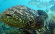 Foto : World of Buzz