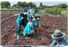 Penanaman Jahe merah