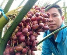 Ini Cara Mudah Membedakan Kurma Jantan atau Betina (foto/riki)