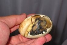Balut Jadi Makanan Ekstrem Tapi Ternikmat di Asia Tenggara, Rasanya Lembut dan Creamy (foto/int)