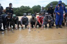 Saat pelepasan ribuan ekor anak penyu hijau belum lama ini/Net