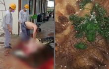 Viral TKA China di Sulawesi Tenggara Kuliti Buaya Untuk Dijadikan Sop, BKSDA: Terancam 5 Tahun Penjara (foto/int)