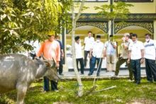 Kerbau yang akan disembelih