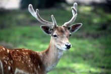 Bukan Cuma Harimau, Ternyata Ditemukan Rusa yang Terjangkit Virus Corona (foto/int)