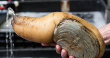 Kerang geoduck