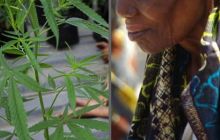 Nenek-nenek di Negara Ini Terpaksa Berbisnis Gelap Dengan Tanam Ganja Agar Cucunya Bisa Makan (foto/int)
