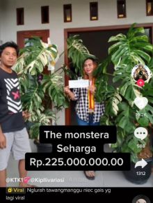 Tanaman Hias Monstera