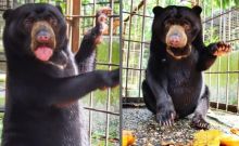 3 Tahun Diasuh Diberi Makan Nasi dan Susu, Warga Pelalawan Serahkan Itam Si Beruang Madu ke BKSDA Riau (foto/int)
