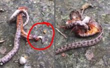 Sengit, Ular Berbisa Bertarung dan Dijepit Kelabang, Netizen Langsung Bilang Begini (foto/int)