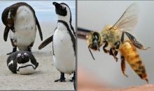 Puluhan Mayat Bergelimpangan, Kawanan Penguin Mati Disengat Lebah (foto/int)