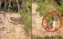 Video Buaya Diburu Jaguar, Netizen: Siapa Kuat Dia Dapat (foto/int)