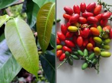 Ternyata Daun Melinjo Sering Dimasak Suku Karbi India, Punya Khasiat Mengontrol Gula Darah (foto/int)