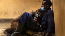 Gambar: Brent Stirton