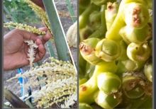 Ini Tips Mengawinkan Kurma Jantan dan Betina Agar Berbuah Lebat di Riau (foto/int)