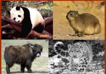 Black Star - Blogger