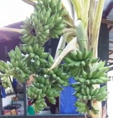 Pohon Pisang Empat Tandan [Facebook/Adepis Caniago]