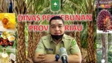 Kabid Pengolahan dan Pemasaran Dinas Perkebunan (Disbun) Riau, Defris Hatmaja