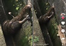 Viral Video Ditonton 6 Juta Kali, Ular Sanca Terkam Seekor Kucing, Netizen: Jadi Serba Salah (foto/int)