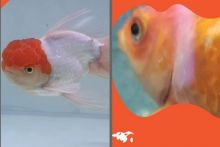 Ikan Hias Koki Terkena Penyakit Dropsy, Ini Langkah Penyembuhannya (foto/int)