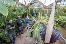 Tanaman penis mekar di Belanda. Sumber: mirror