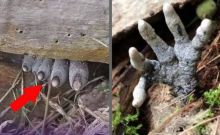 Ketemu Sesuatu Mirip Kaki Zombie dan Tangan Membusuk di Hutan, Tak Perlu Takut, Karena Ini Faktanya (foto/int)