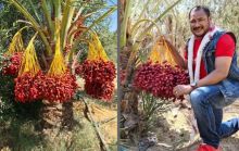 Banyak Tandan Kurma Merah Muncul Dari Satu Pohon di Gaza Palestina, Netizen: Tanah Surga (foto/int)