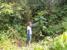 Kegiatan reboisasi pengayaan tanaman di areal Hutan Lindung Bukit Betabuh