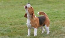 Anjing melolong. Sumber: Internet