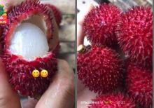 Buah di Kalimantan Ini Disebut Kembaran Rambutan, Netizen: Tempat Kami Namanya Palasan (foto/int)