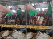 Ditonton 6 Juta Kali, Viral Video Pekerja Memotong Karet, Netizen Salut (foto/int)