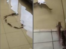 Viral Sekolah Banjir Malah Banyak Ikan Keting atau Lundu, Netizen: Langsung Tangkap (foto/int)