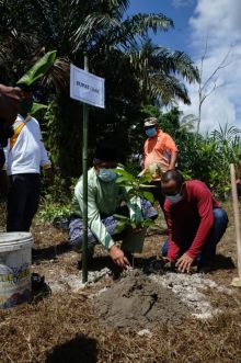 Saat Bupati Siak Alfedri tanam pohon 